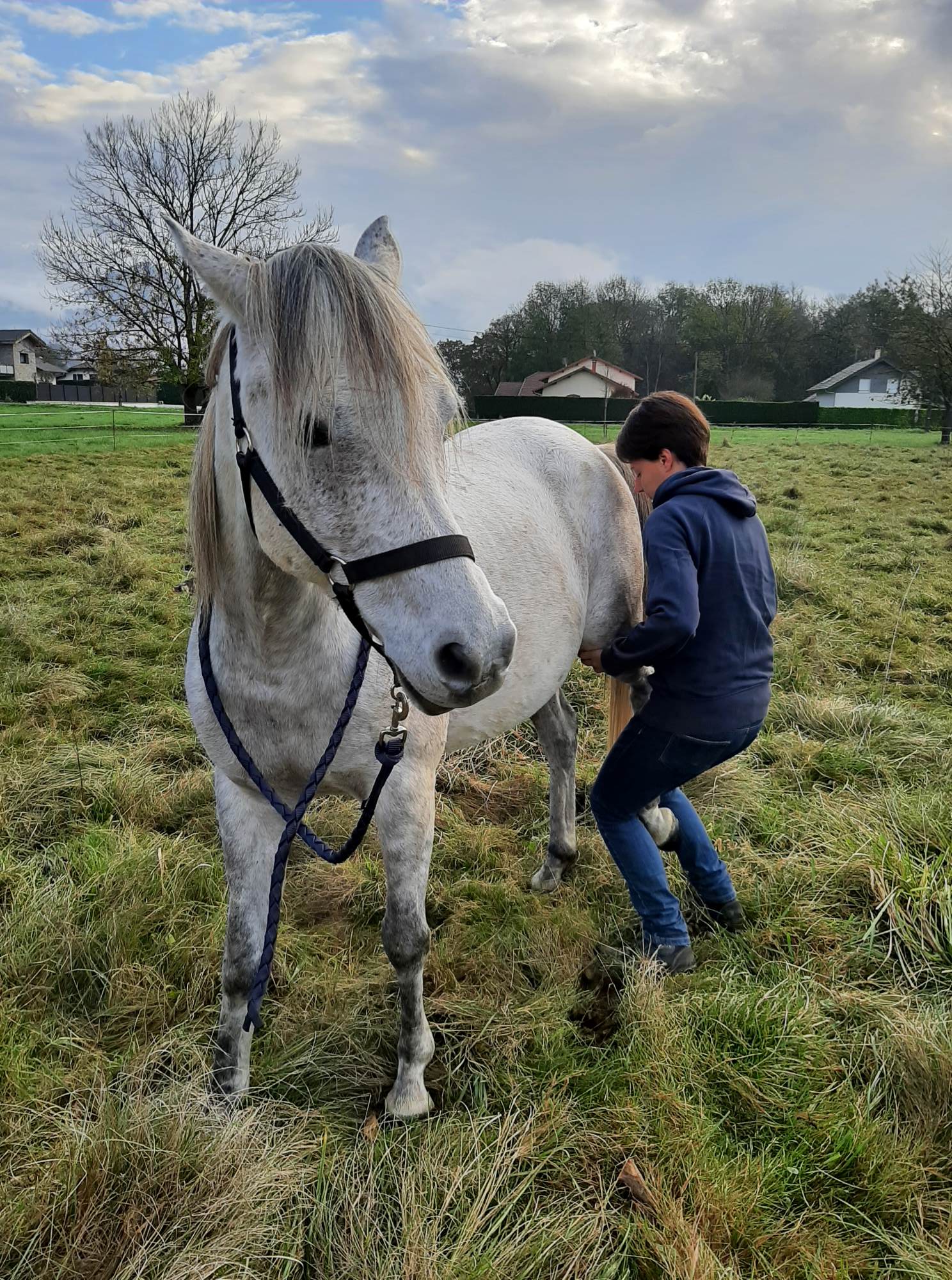 Chevaux 1