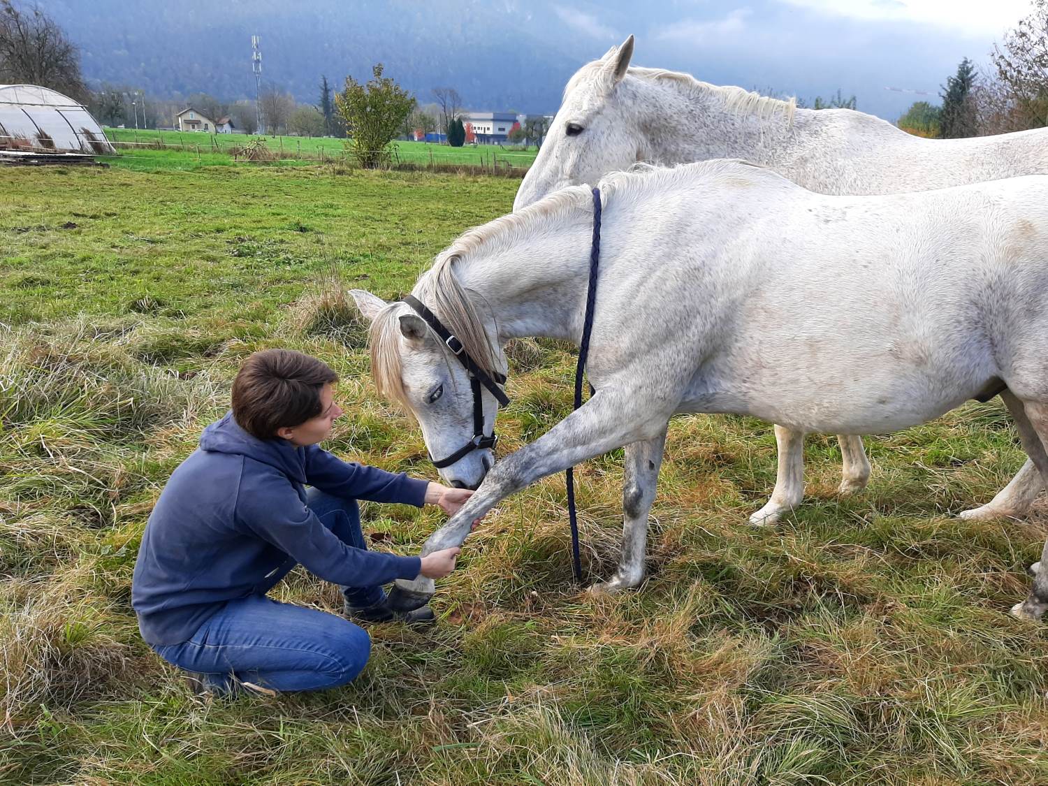 Consultation équine