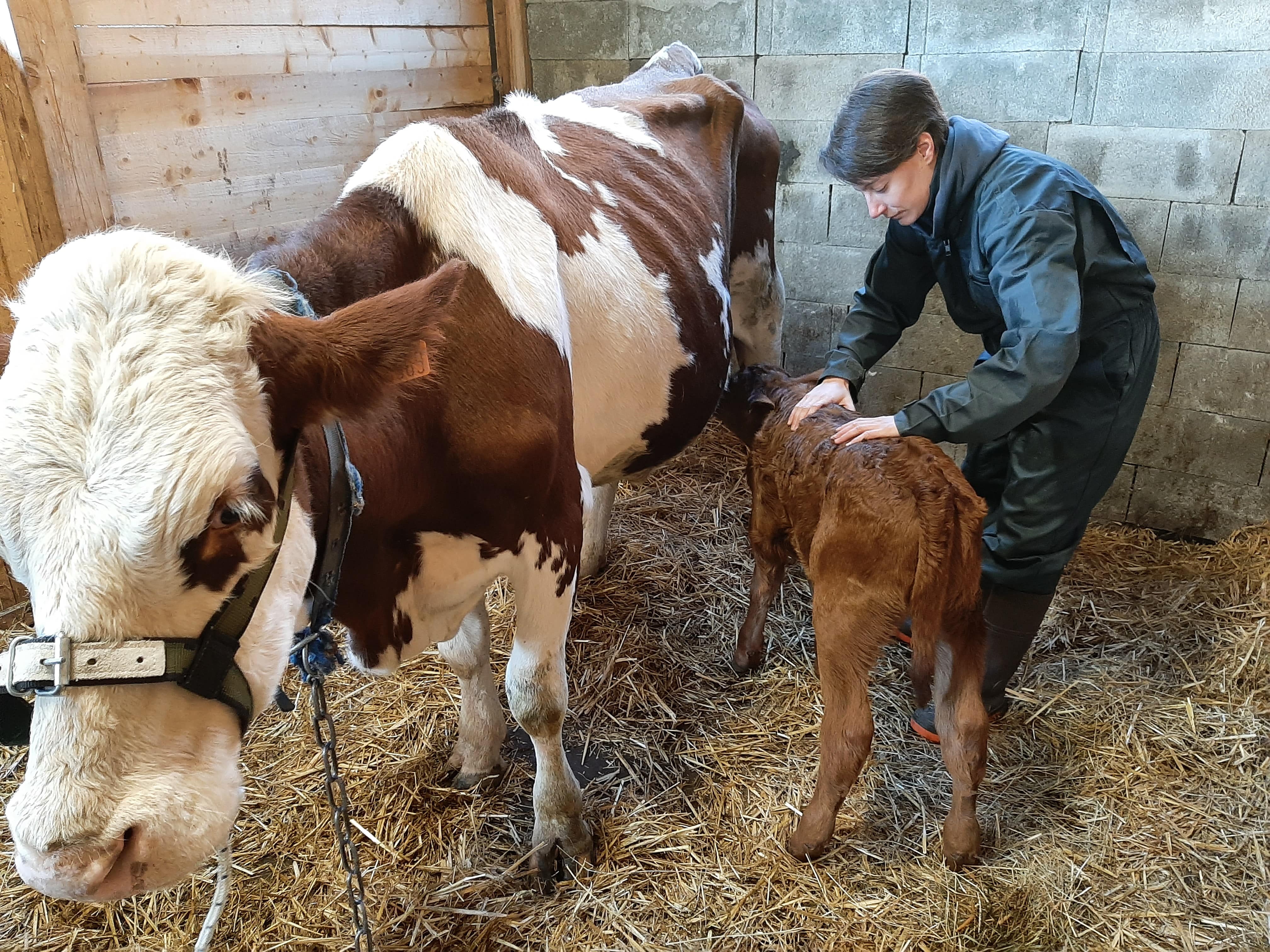 Cheval en ostéopathie